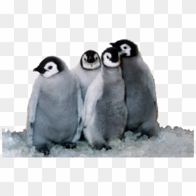 Penguin Png, Transparent Png - penguin png