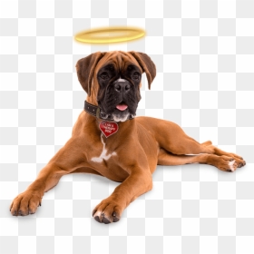 Angel Dog Transparent Png, Png Download - dog png