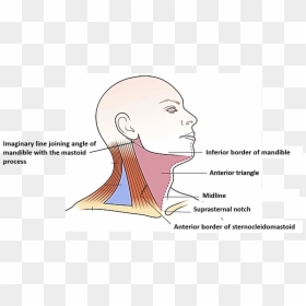 Ant Triangle Of Neck, HD Png Download - triangle png
