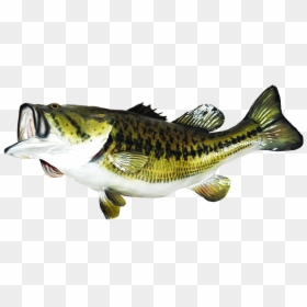 Largemouth Bass Png, Transparent Png - fish png