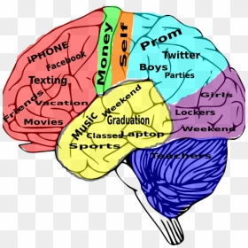 High School Brain, HD Png Download - brain png