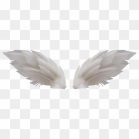 White Wings, HD Png Download - wings png