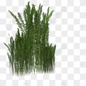 Weeds Png, Transparent Png - weed png