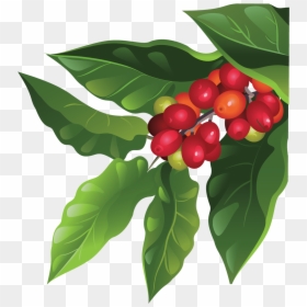 Coffee Tree Png, Transparent Png - coffee png