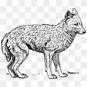 Coyote Black And White, HD Png Download - wolf png