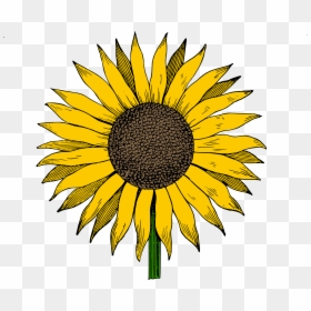 Sunflower Clipart, HD Png Download - sunflower png