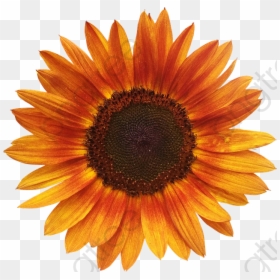 Orange Sunflower Transparent Background, HD Png Download - sunflower png