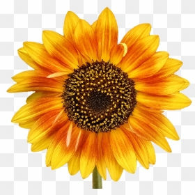 Autism Sunflower, HD Png Download - sunflower png