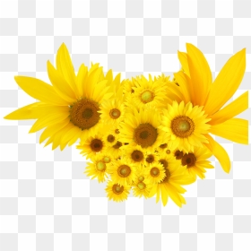 Common Sunflower, HD Png Download - sunflower png