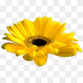 Girasol Png, Transparent Png - flower crown png