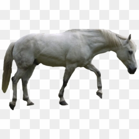 Mustang Vs Andalusian, HD Png Download - horse png