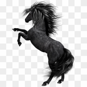 Horse Png, Transparent Png - horse png
