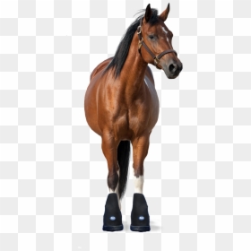 Horse Facing Front, HD Png Download - horse png