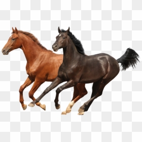 Old Town Road I Got The Horses, HD Png Download - horse png
