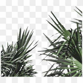 Aesthetic Plants Png For Edits, Transparent Png - plant png