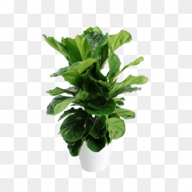 Fiddle-leaf Fig, HD Png Download - bush png
