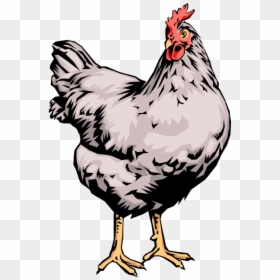 Trivia About Chicken Eggs, HD Png Download - chicken png