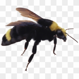 Transparent Bumblebee Bug Png, Png Download - bee png