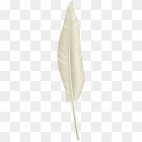 Thread, HD Png Download - feather png