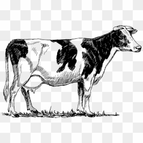Red Cow Drawing, HD Png Download - cow png