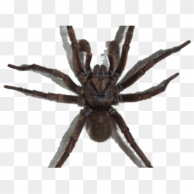 Паук Пнг, HD Png Download - spider png