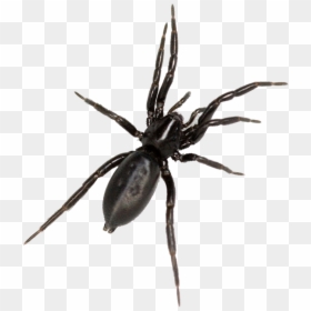 Tegenaria Domestica, HD Png Download - spider png