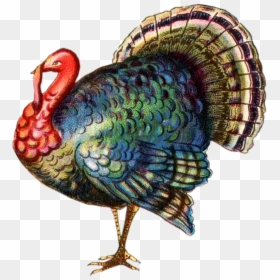 Realistic Turkey Clip Art, HD Png Download - turkey png