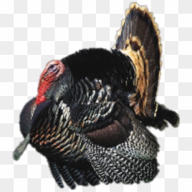Wild Turkey, HD Png Download - turkey png
