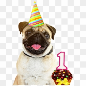 Pug And Husky, HD Png Download - party hat png