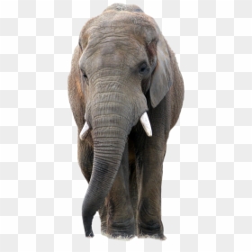 Transparent Background Elephant Picture Png, Png Download - elephant png