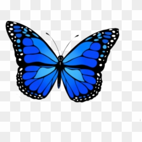 Butterfly Sticker, HD Png Download - green butterfly png