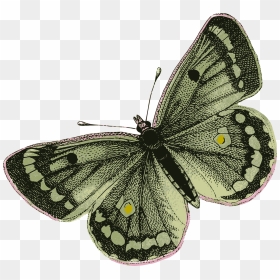 Green Butterfly Transparent Png, Png Download - green butterfly png