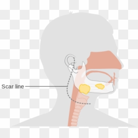 Illustration, HD Png Download - sweating png
