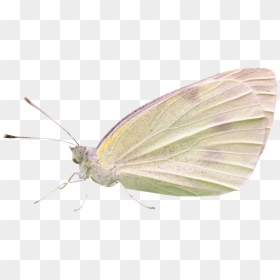 Cabbage White Butterfly Png, Transparent Png - green butterfly png