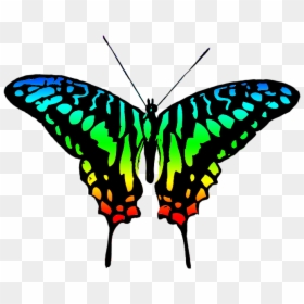 Clip Art Colourful Butterfly, HD Png Download - green butterfly png