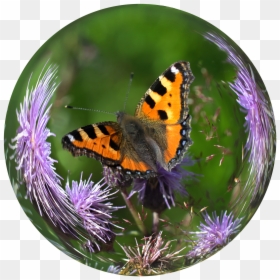 Butterfly In A Glass Ball, HD Png Download - green butterfly png