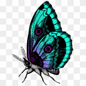 Colour Butterfly Images Hd, HD Png Download - green butterfly png