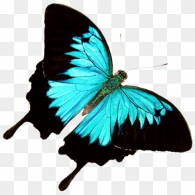 Transparent Ulysses Butterfly Png, Png Download - green butterfly png