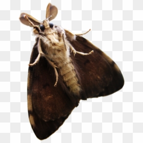 Transparent Moth Png, Png Download - green butterfly png