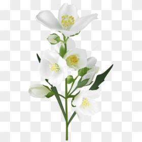 Jasmine Flower Transparent Background, HD Png Download - green flowers png