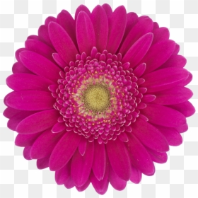 Rubber Jar Opener, HD Png Download - green flowers png