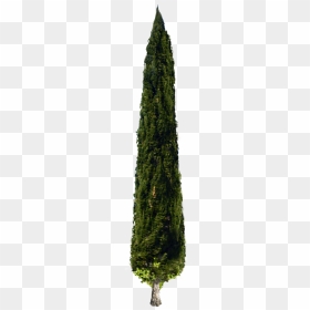 Cypress Pine Tree Png, Transparent Png - cypress tree png