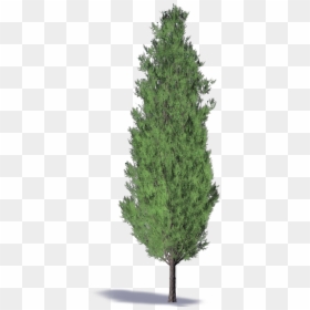 Christmas Tree, HD Png Download - cypress tree png