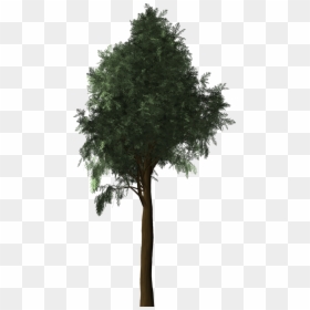 Cyprès Png, Transparent Png - cypress tree png