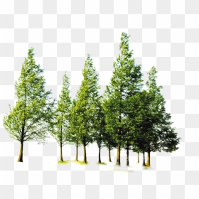 Forest Trees Transparent Background, HD Png Download - cypress tree png