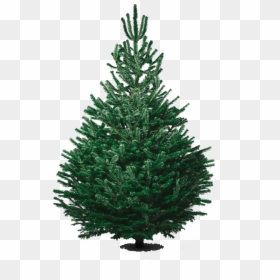 Nordmann Fir Real Christmas Tree, HD Png Download - cypress tree png