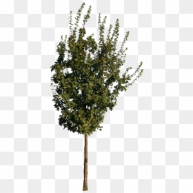 Cypress Tree Png, Transparent Png - cypress tree png