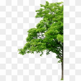 Background Tree And Png, Transparent Png - cypress tree png