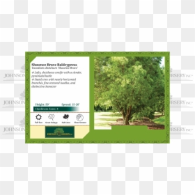 Exclamation London Planetree Fruit, HD Png Download - cypress tree png