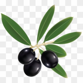 Olive No Background Png, Transparent Png - olives png